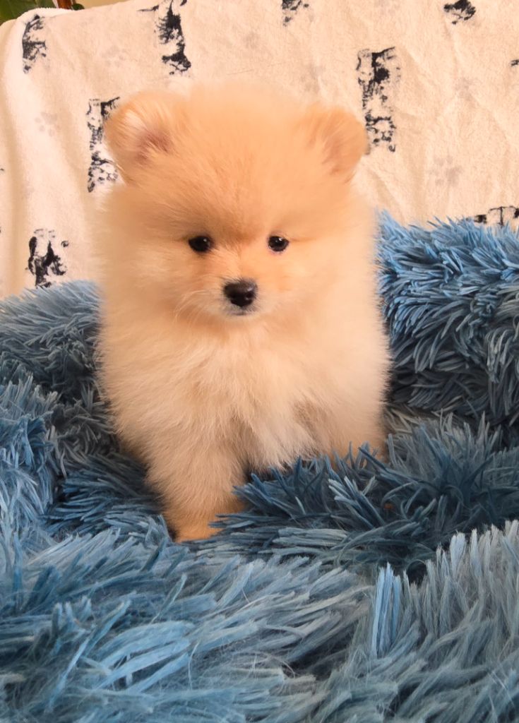 De L'Eden De Bragi - Chiot disponible  - Spitz allemand