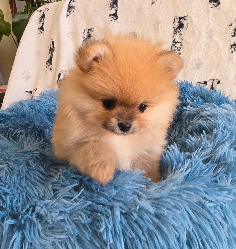 De L'Eden De Bragi - Chiot disponible  - Spitz allemand