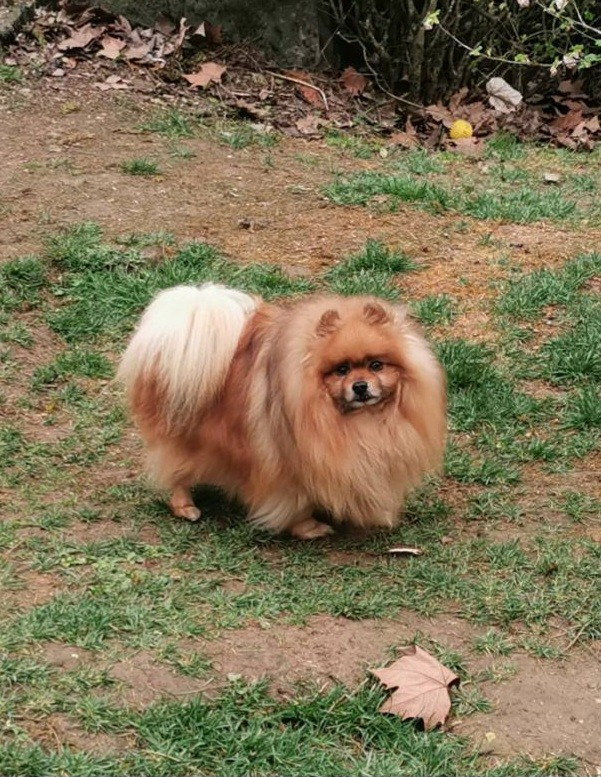 Nino cerruti du jardin de Mesoz