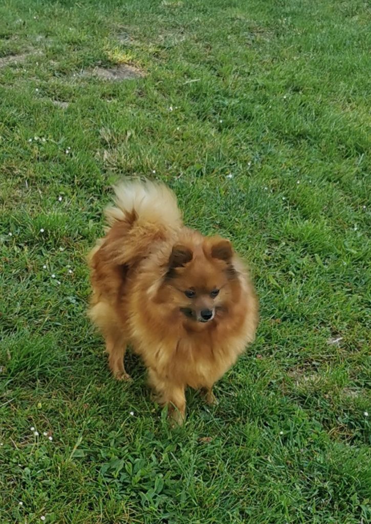 Orphee Titre Initial