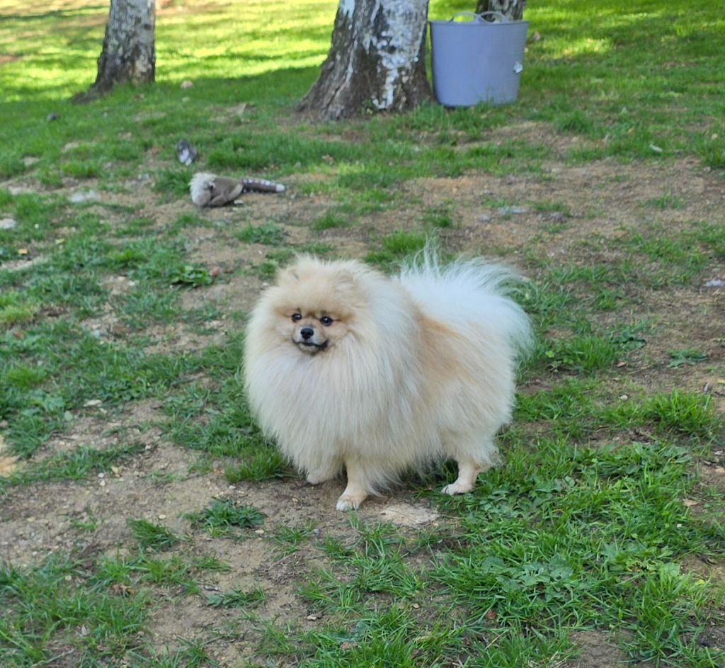 Ulk De L'Eden De Bragi