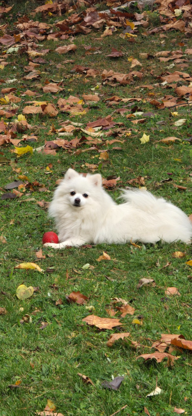 T neige du jardin de Mesoz