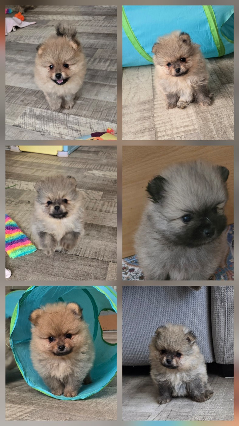 Chiots disponibles