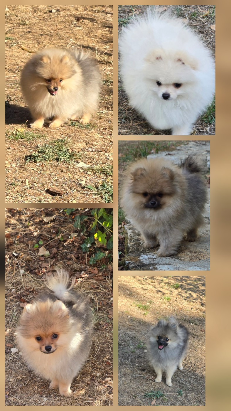 Chiots disponibles