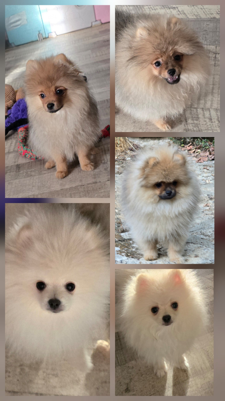 Chiots disponibles