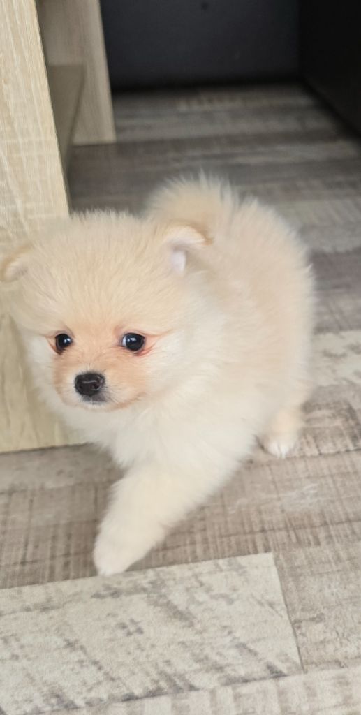De L'Eden De Bragi - Chiots disponibles - Spitz allemand