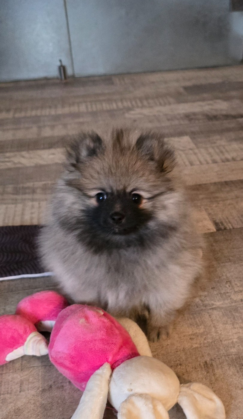 De L'Eden De Bragi - Chiots disponibles - Spitz allemand