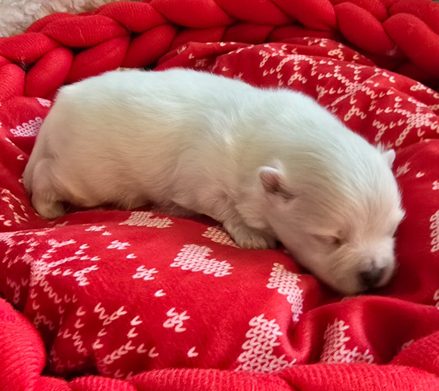 De L'Eden De Bragi - Chiots disponibles - Spitz allemand