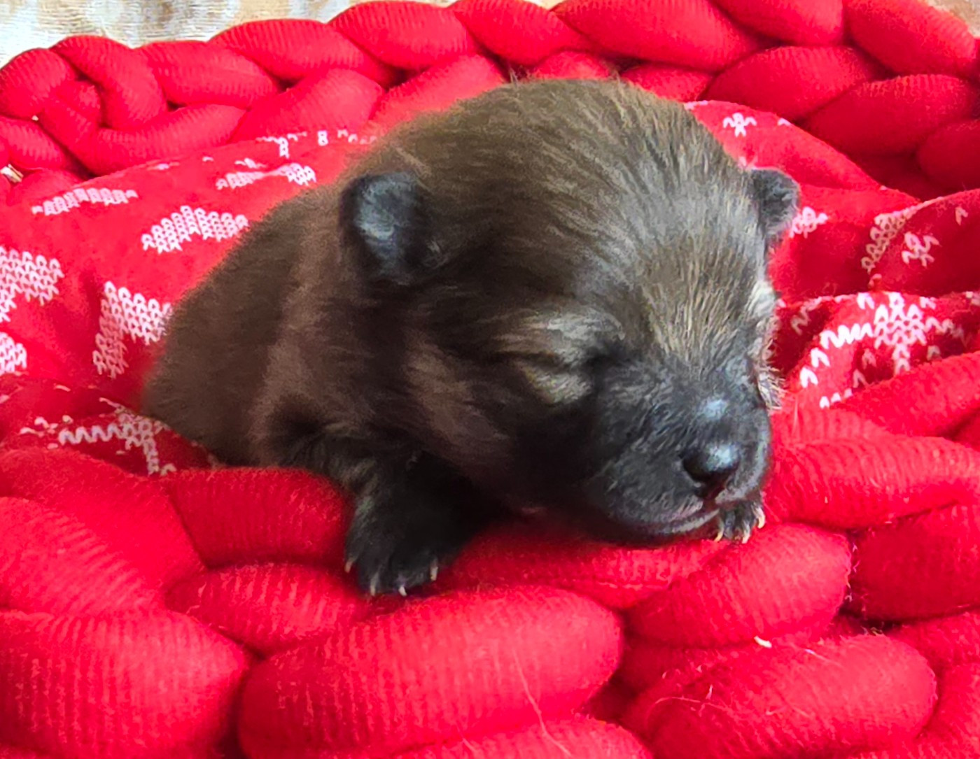 De L'Eden De Bragi - Chiots disponibles - Spitz allemand