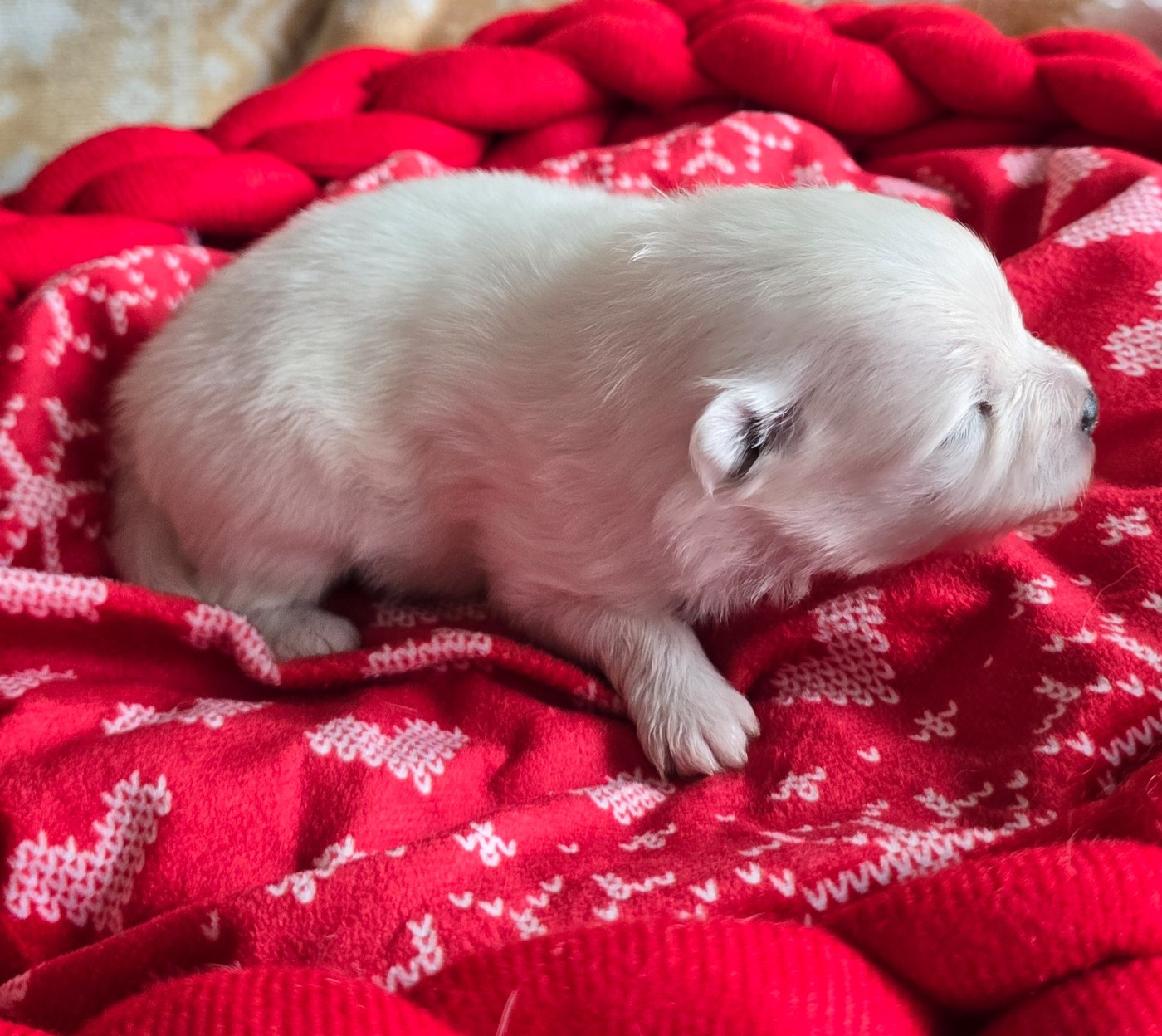 De L'Eden De Bragi - Chiots disponibles - Spitz allemand