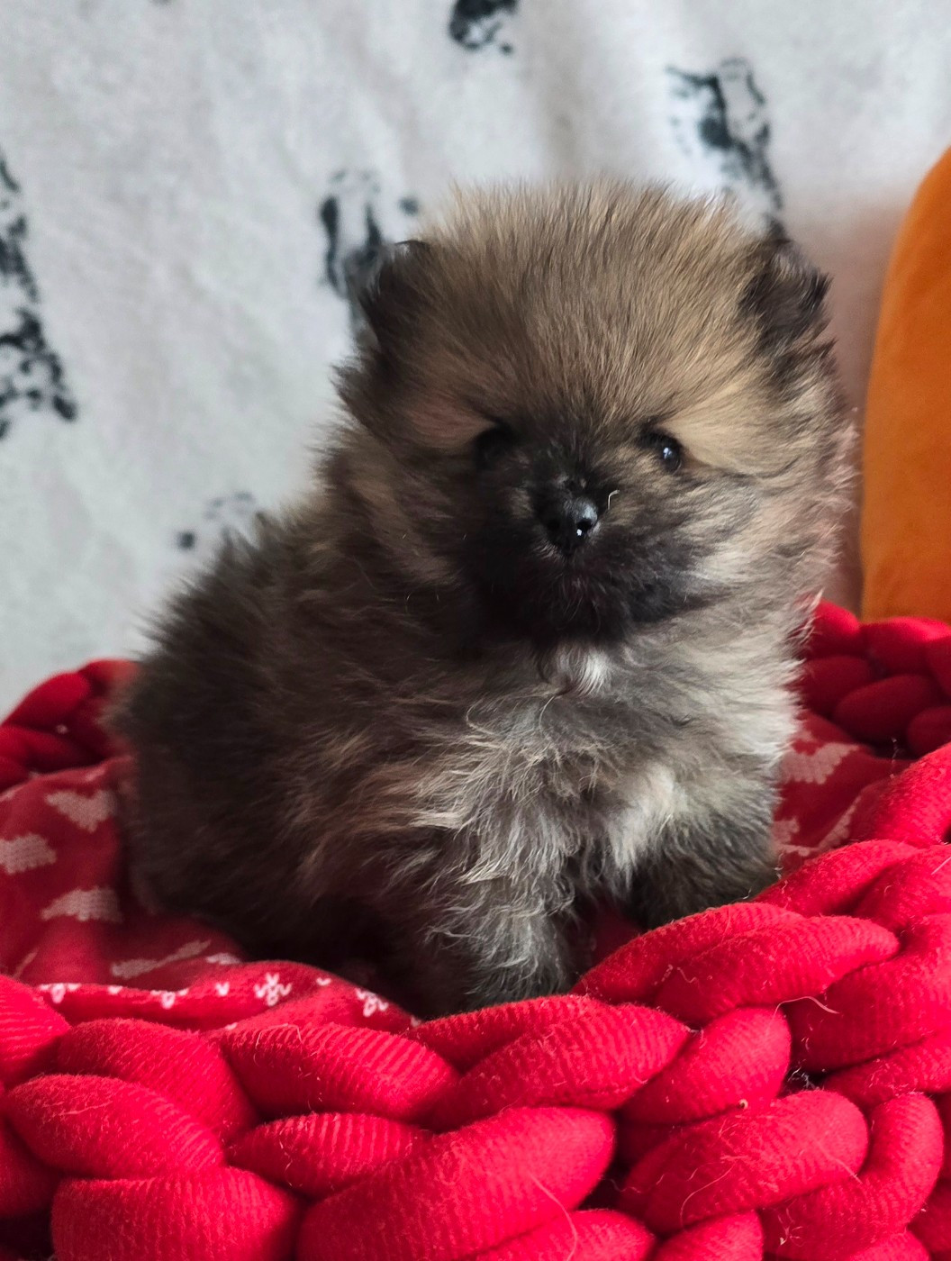 De L'Eden De Bragi - Chiots disponibles - Spitz allemand