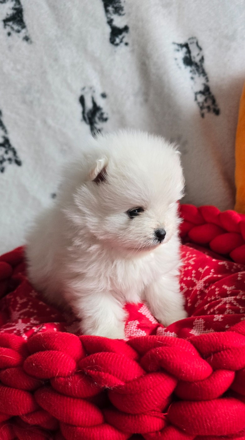 De L'Eden De Bragi - Chiots disponibles - Spitz allemand