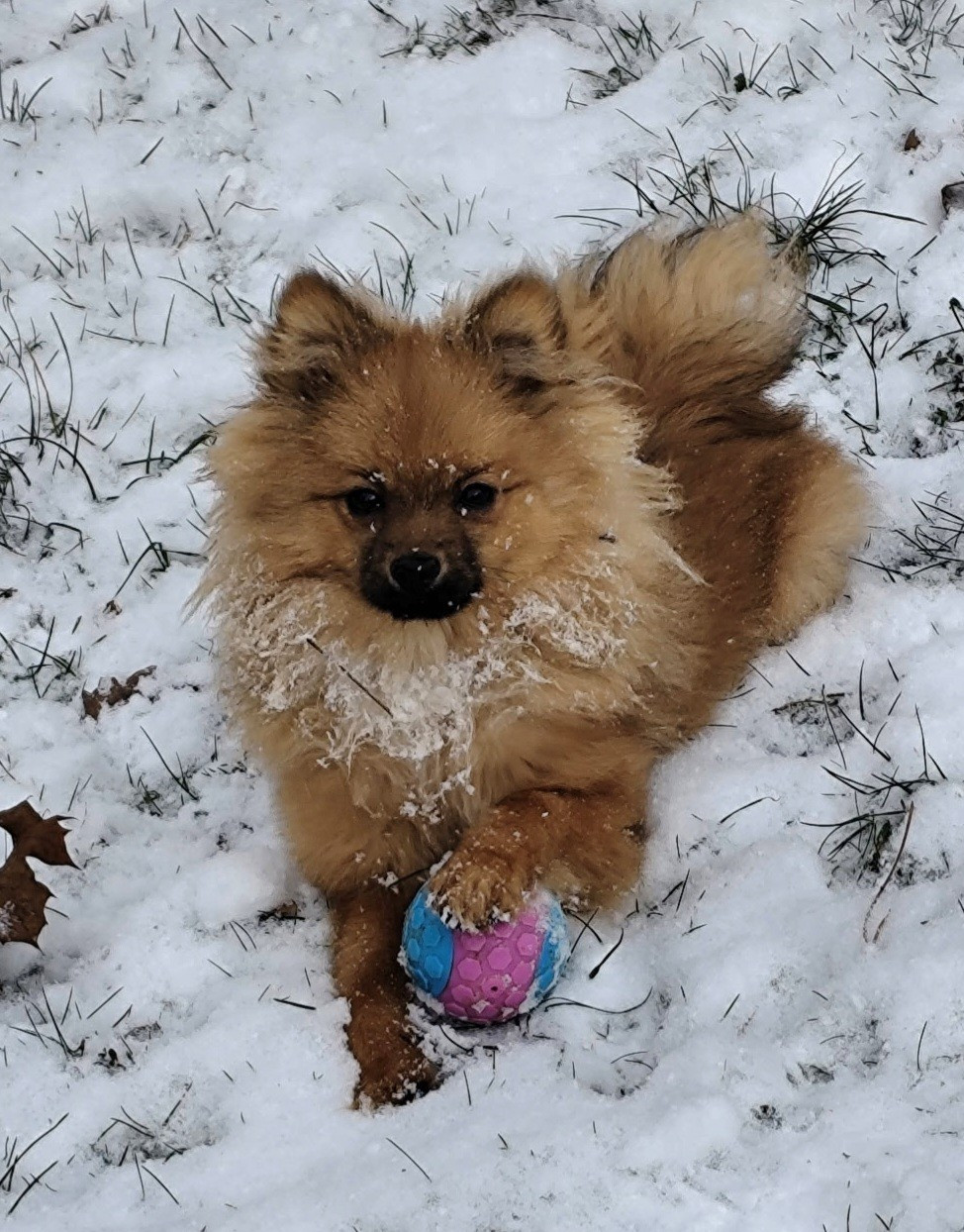De L'Eden De Bragi - Chiots disponibles - Spitz allemand