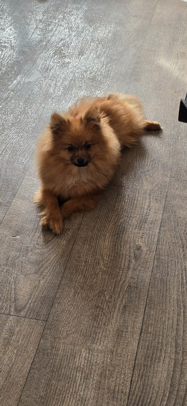 De L'Eden De Bragi - Chiots disponibles - Spitz allemand