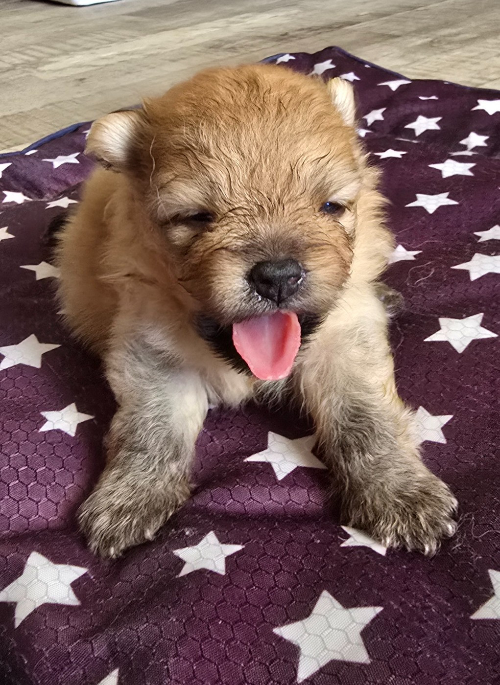 De L'Eden De Bragi - Chiots disponibles - Spitz allemand