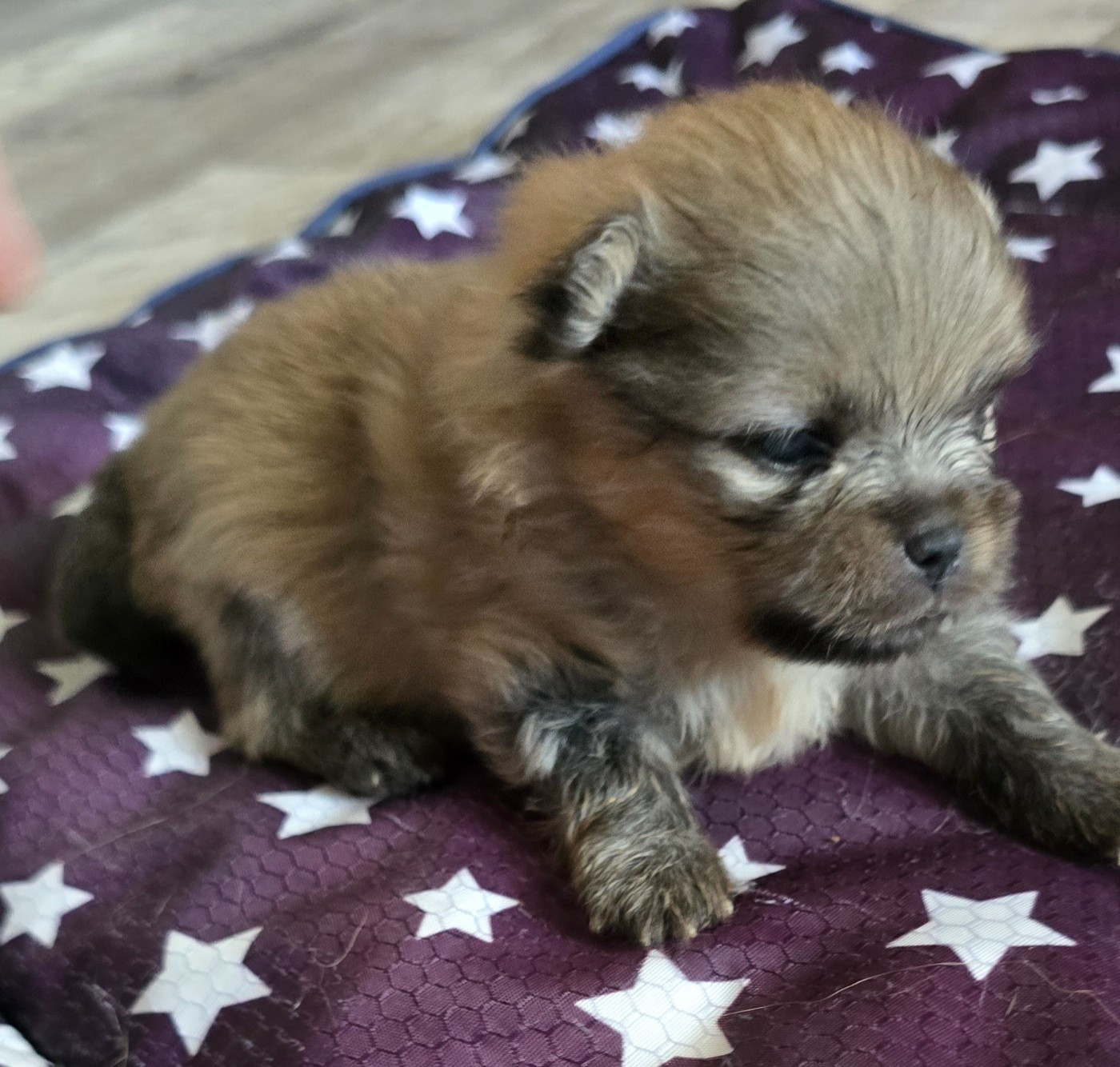 De L'Eden De Bragi - Chiots disponibles - Spitz allemand