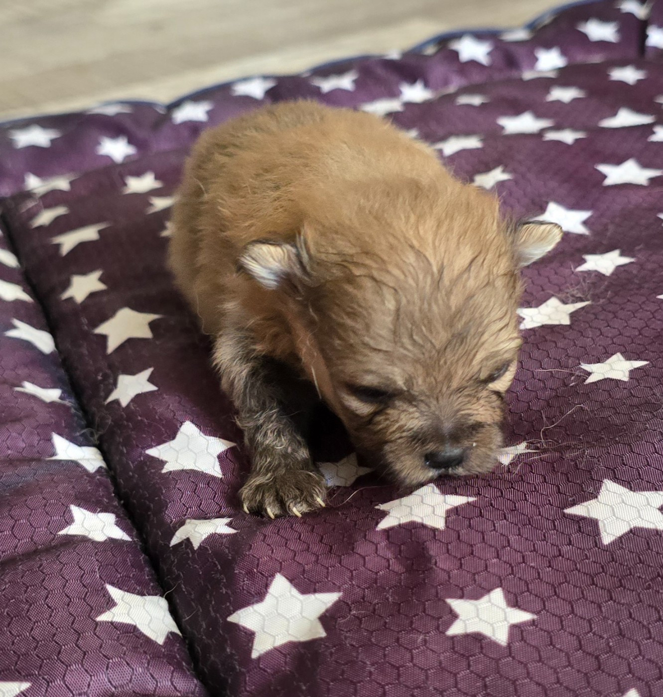 De L'Eden De Bragi - Chiots disponibles - Spitz allemand