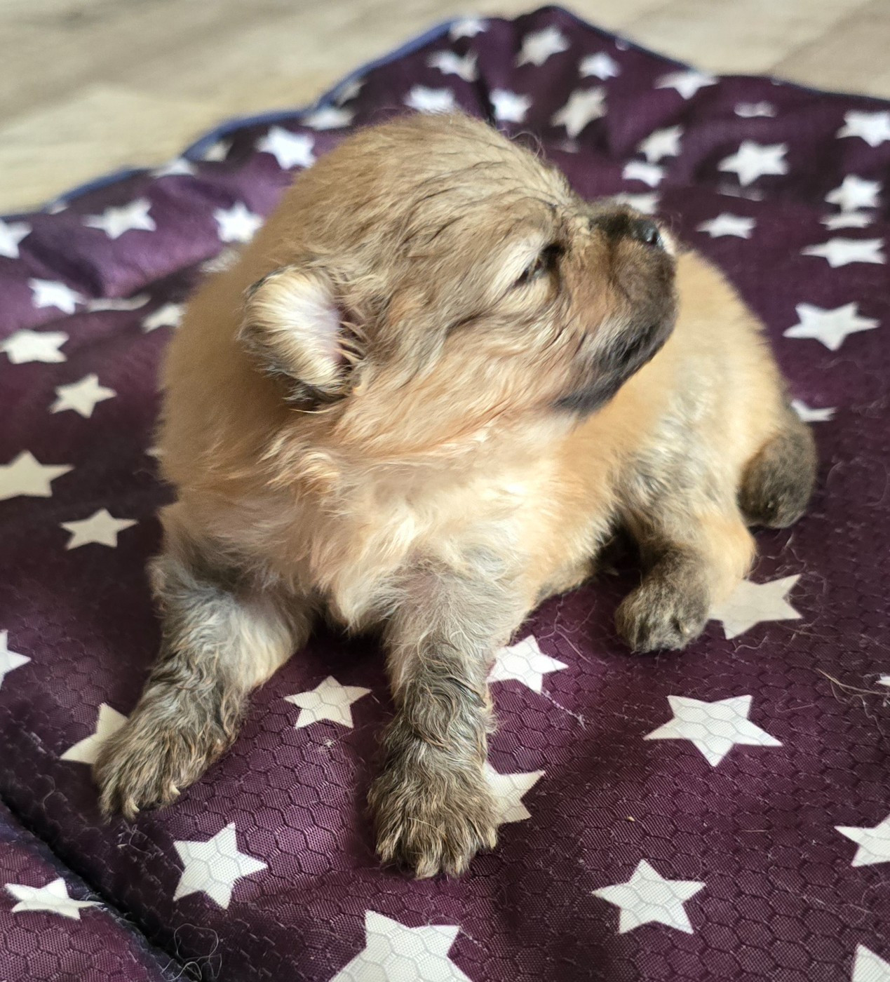 De L'Eden De Bragi - Chiots disponibles - Spitz allemand