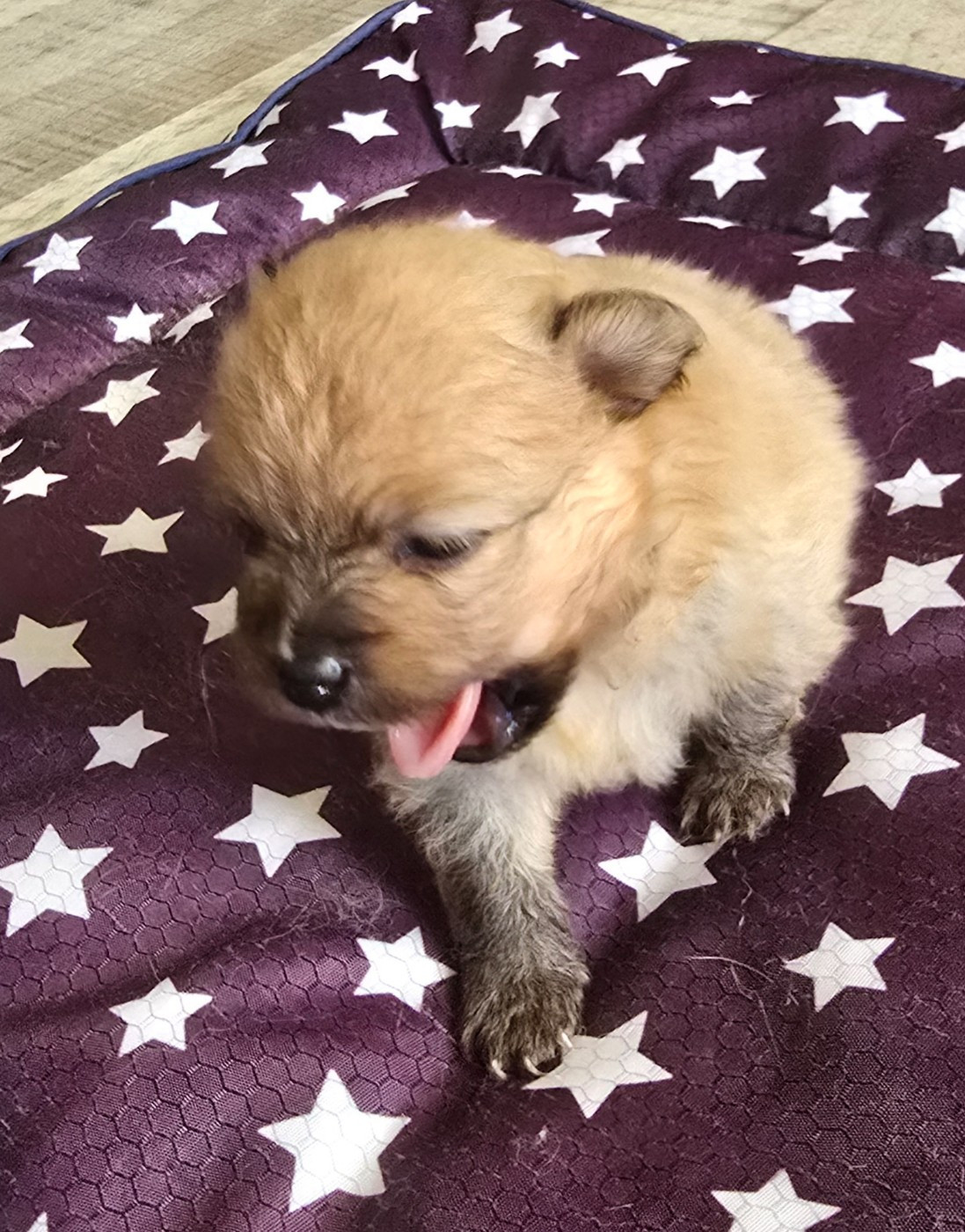 De L'Eden De Bragi - Chiots disponibles - Spitz allemand