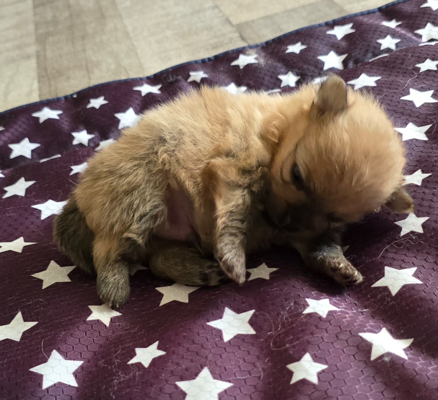 De L'Eden De Bragi - Chiots disponibles - Spitz allemand