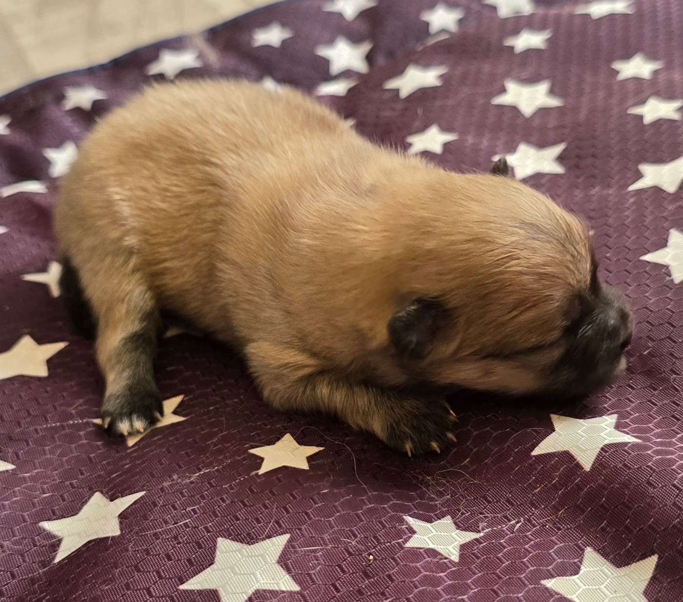De L'Eden De Bragi - Chiots disponibles - Spitz allemand