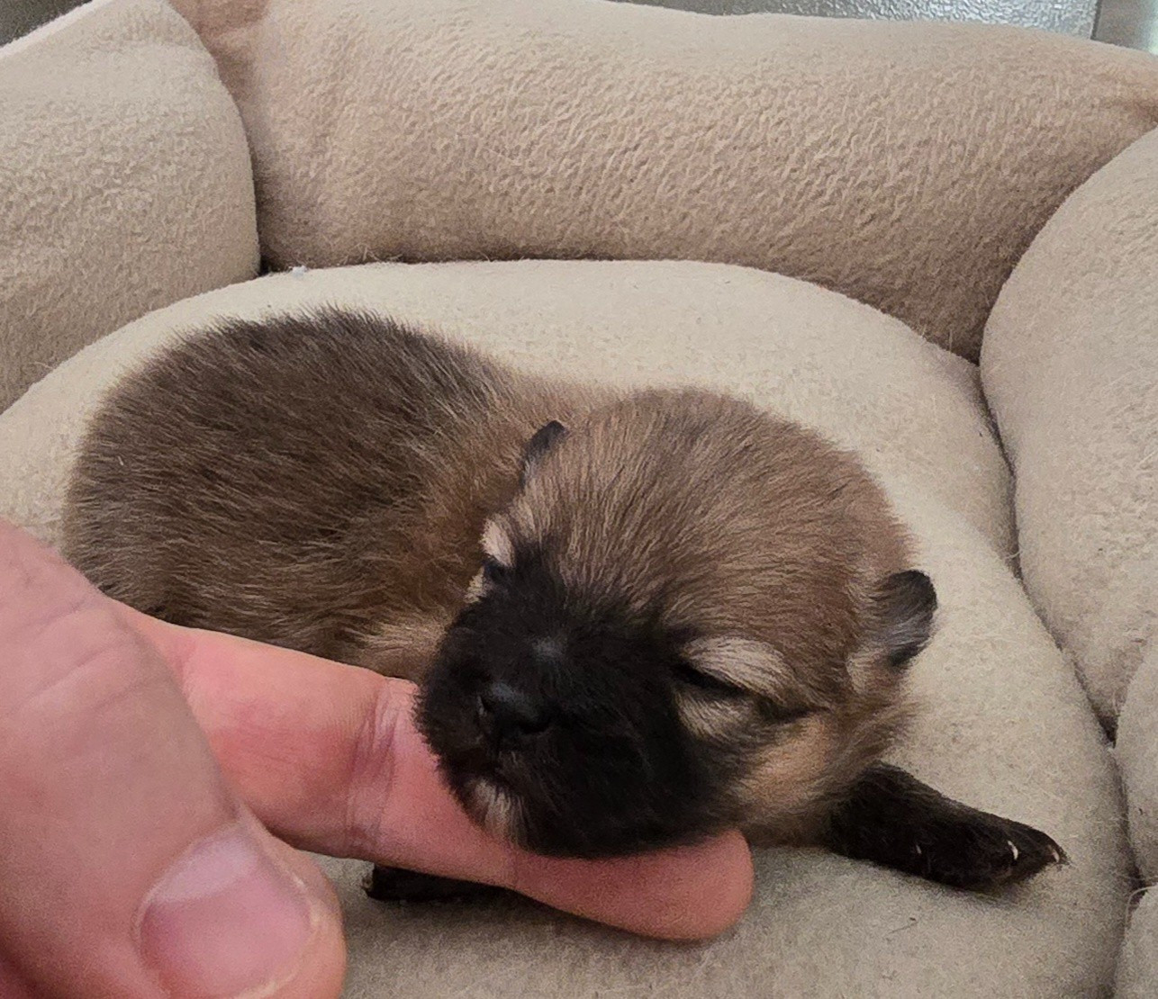 De L'Eden De Bragi - Chiots disponibles - Spitz allemand
