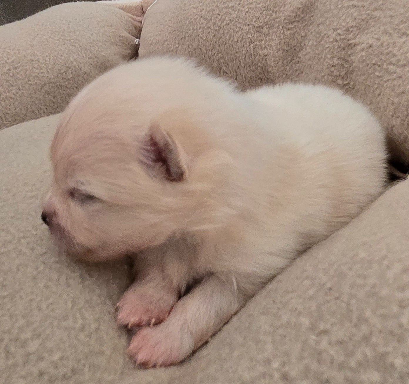 De L'Eden De Bragi - Chiots disponibles - Spitz allemand