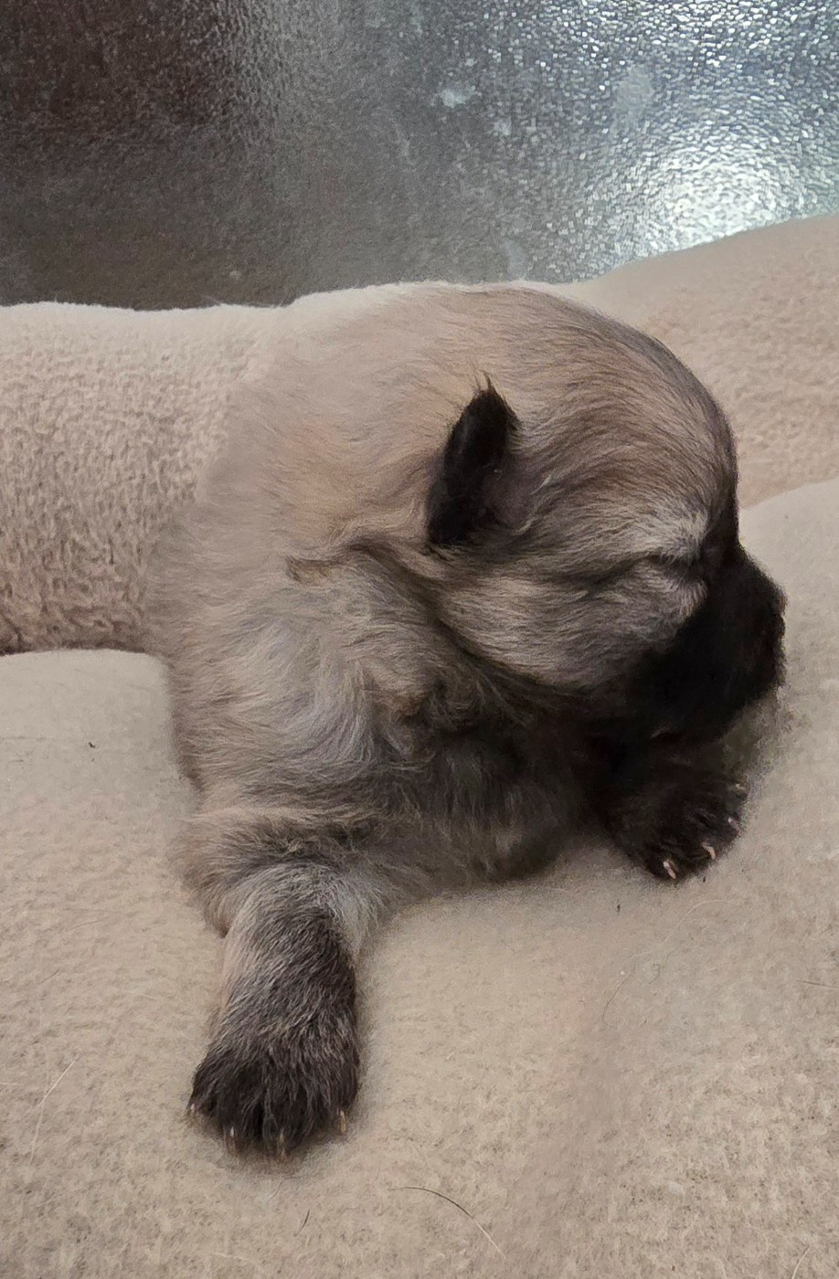 De L'Eden De Bragi - Chiots disponibles - Spitz allemand