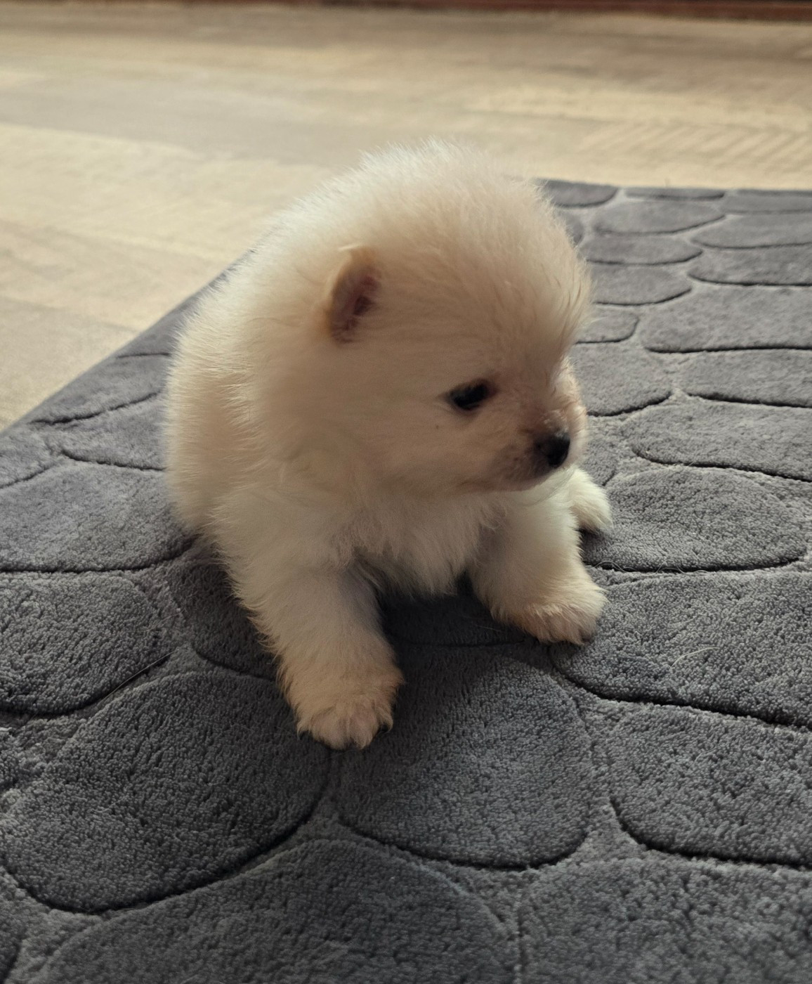 De L'Eden De Bragi - Chiots disponibles - Spitz allemand