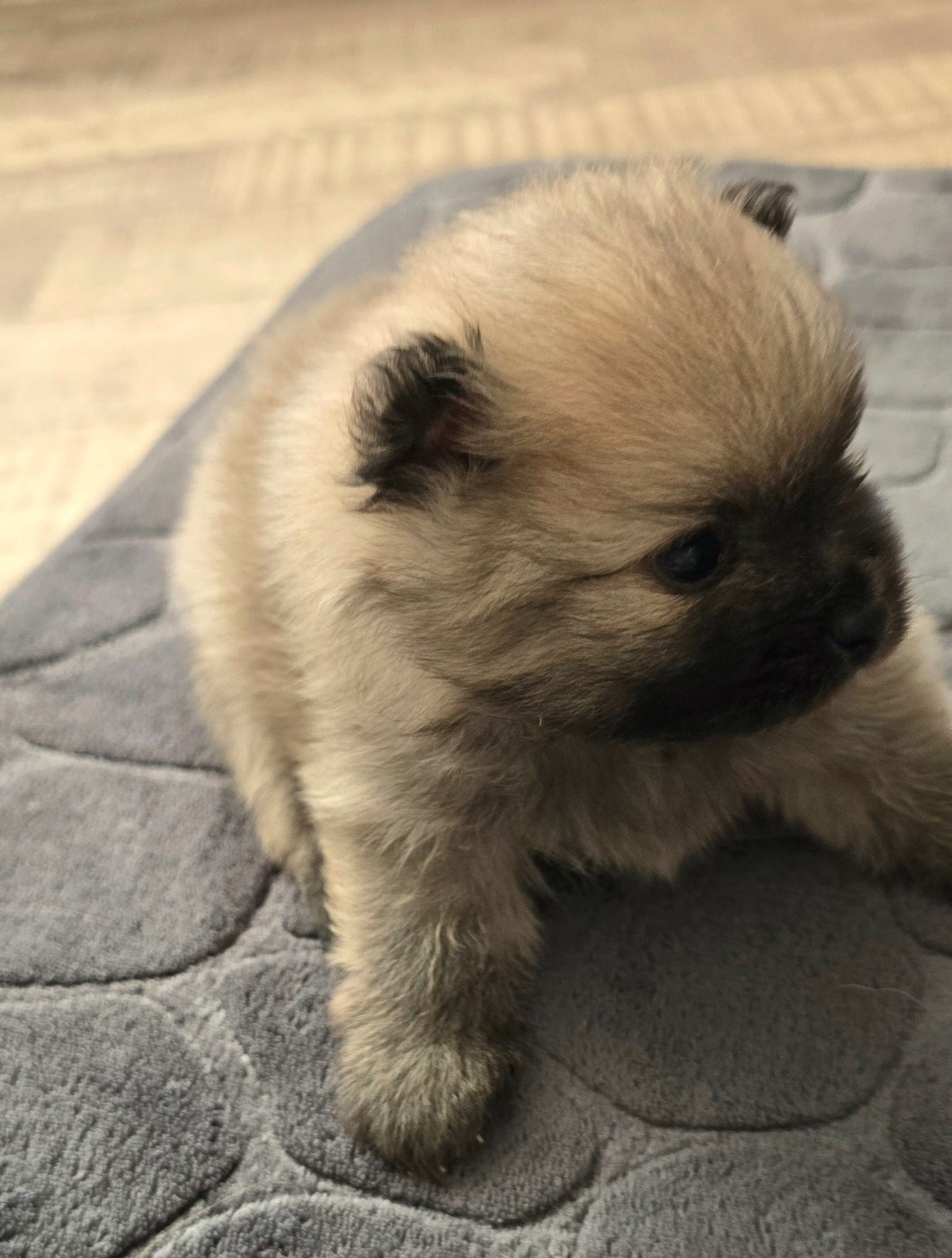 De L'Eden De Bragi - Chiots disponibles - Spitz allemand