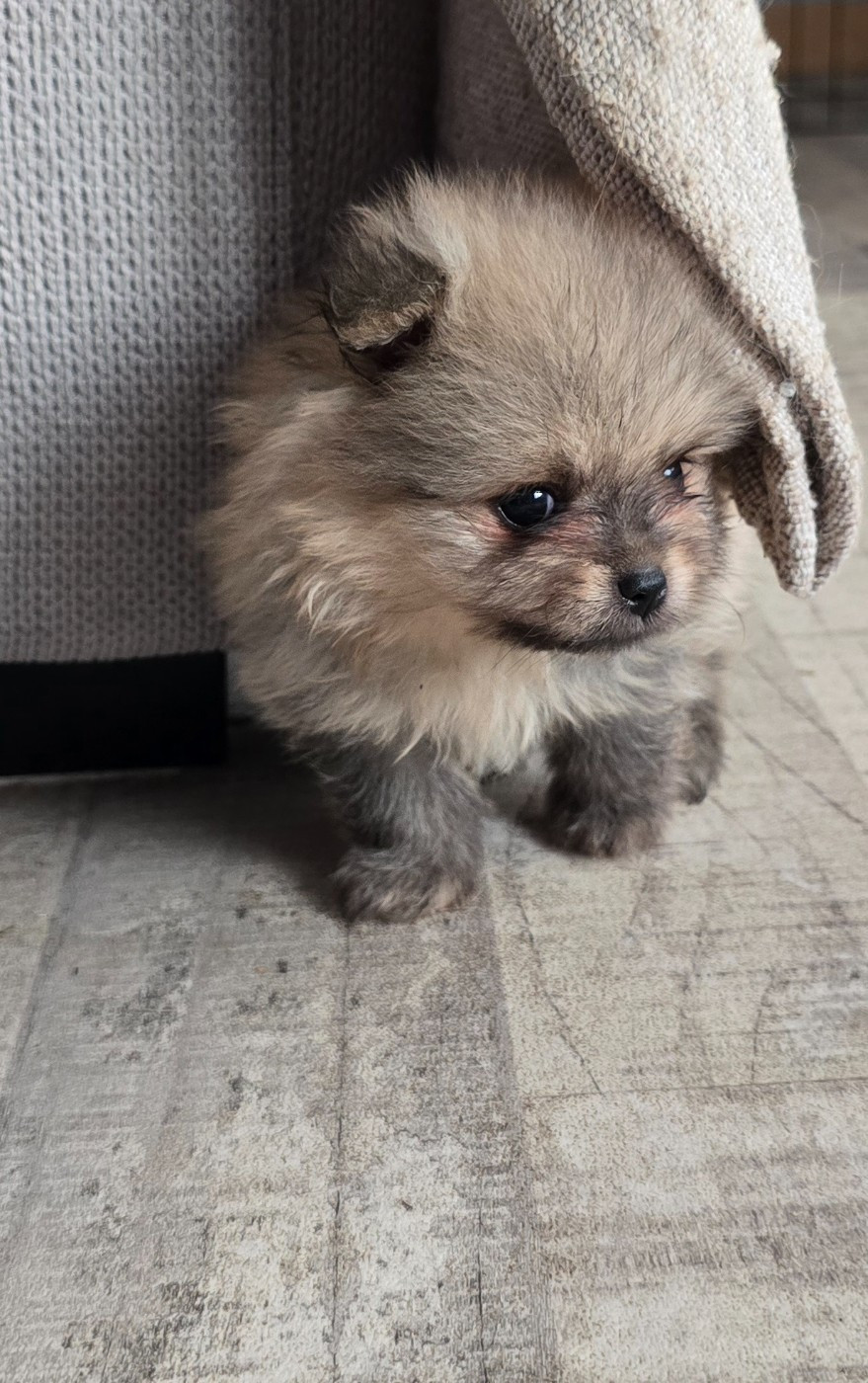 De L'Eden De Bragi - Chiots disponibles - Spitz allemand
