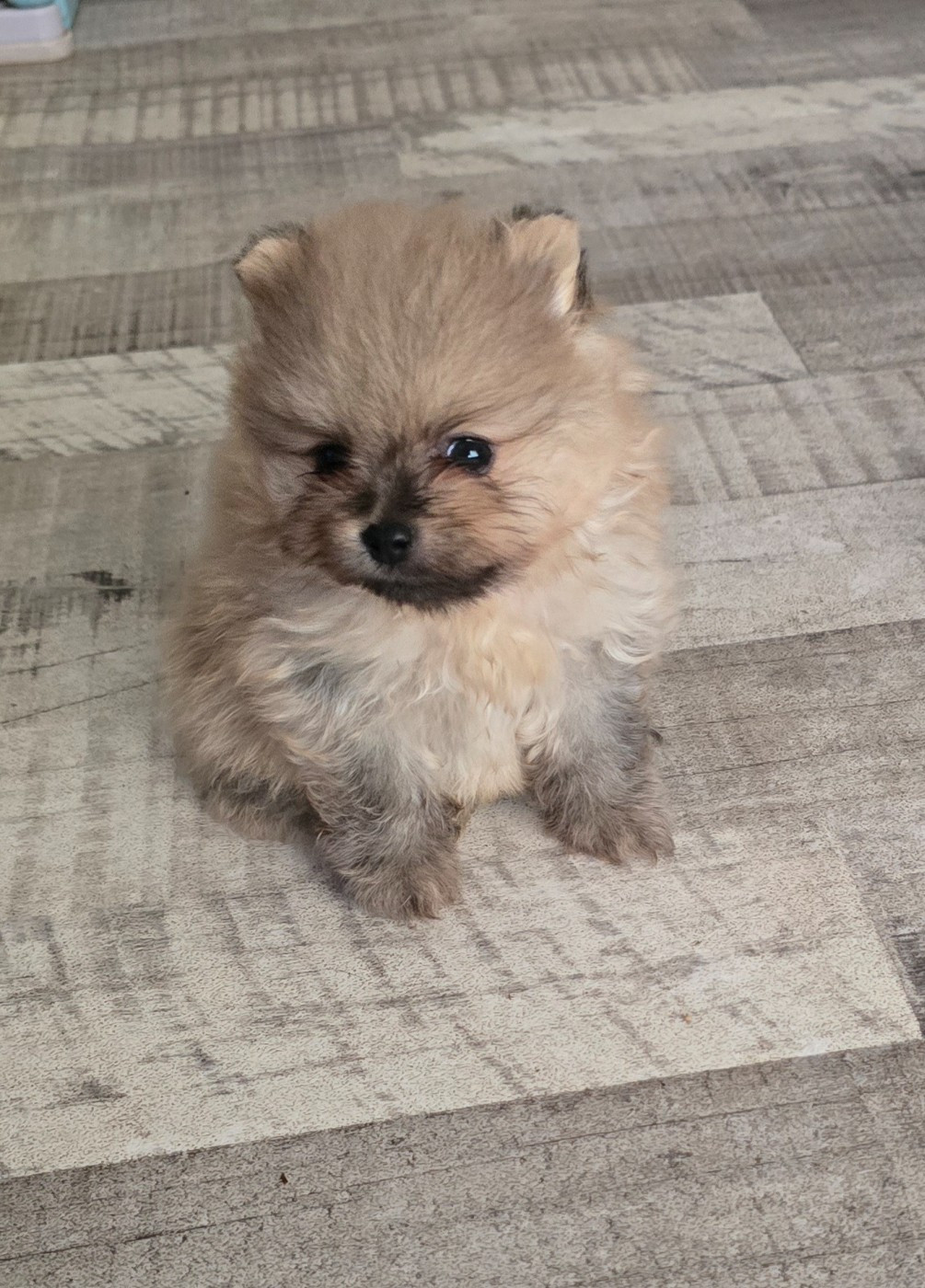 De L'Eden De Bragi - Chiots disponibles - Spitz allemand