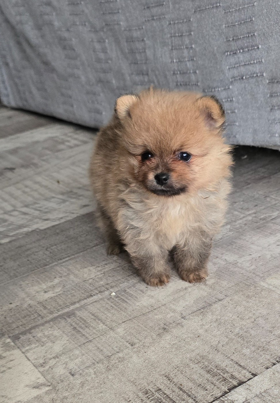 De L'Eden De Bragi - Chiots disponibles - Spitz allemand