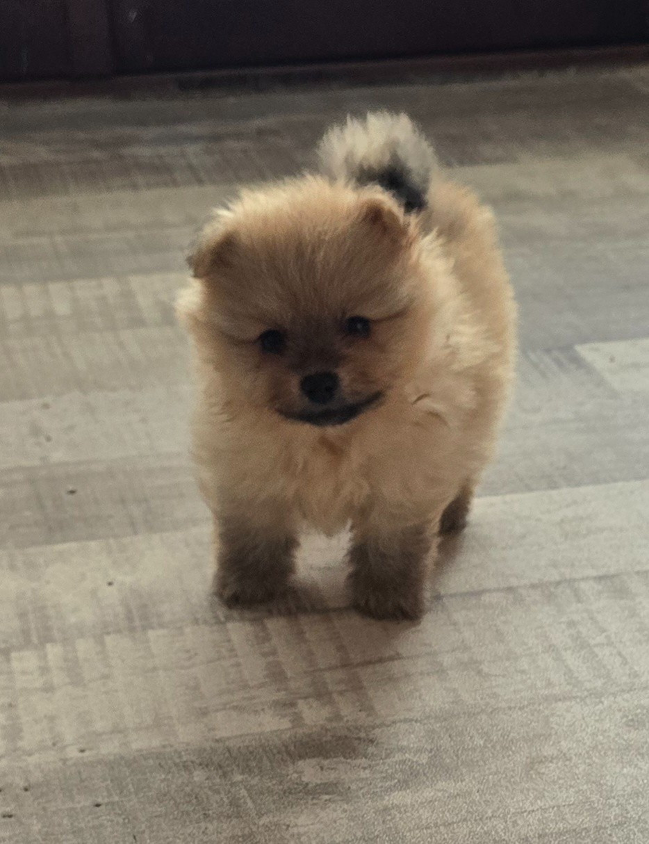 De L'Eden De Bragi - Chiots disponibles - Spitz allemand