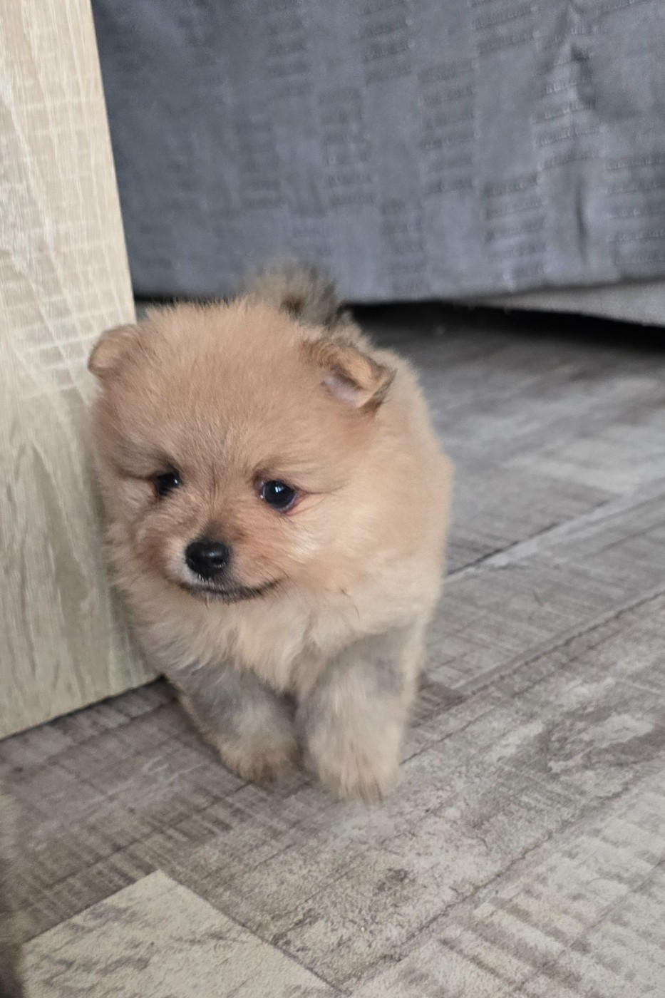 De L'Eden De Bragi - Chiots disponibles - Spitz allemand