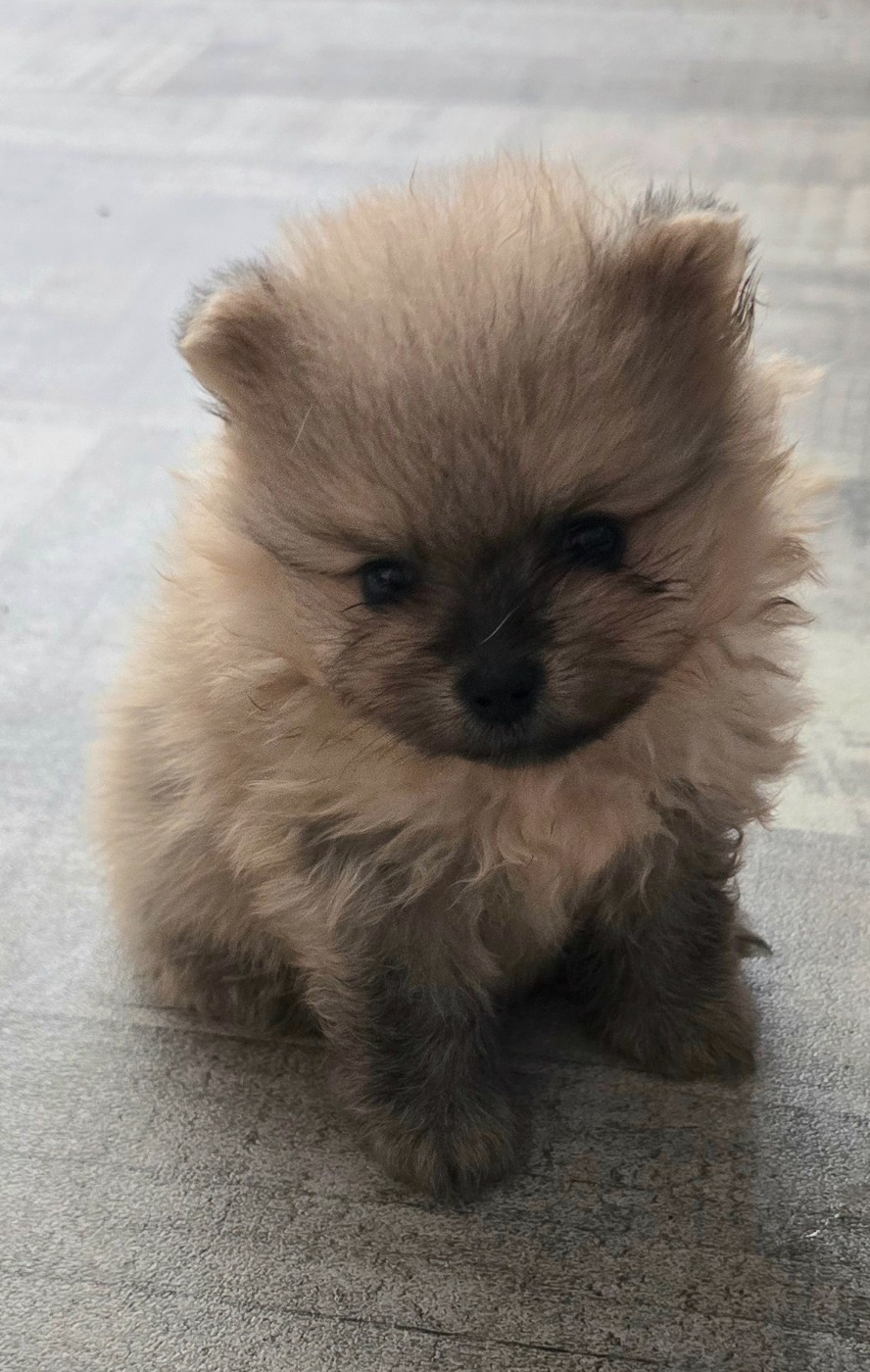 De L'Eden De Bragi - Chiots disponibles - Spitz allemand