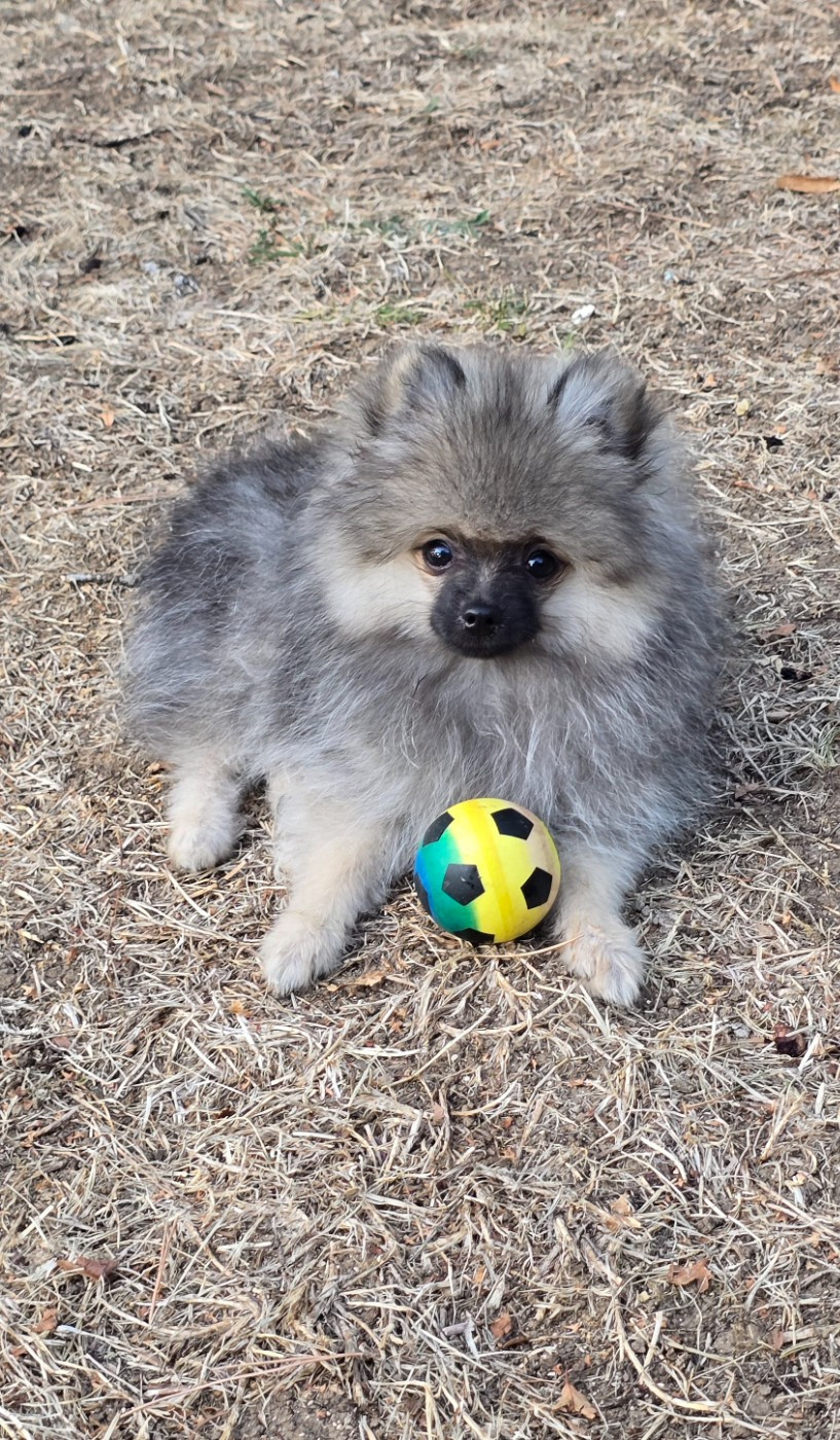 De L'Eden De Bragi - Chiots disponibles - Spitz allemand