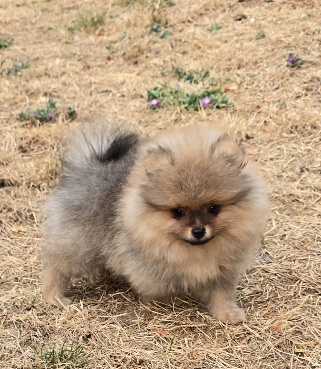 De L'Eden De Bragi - Chiots disponibles - Spitz allemand