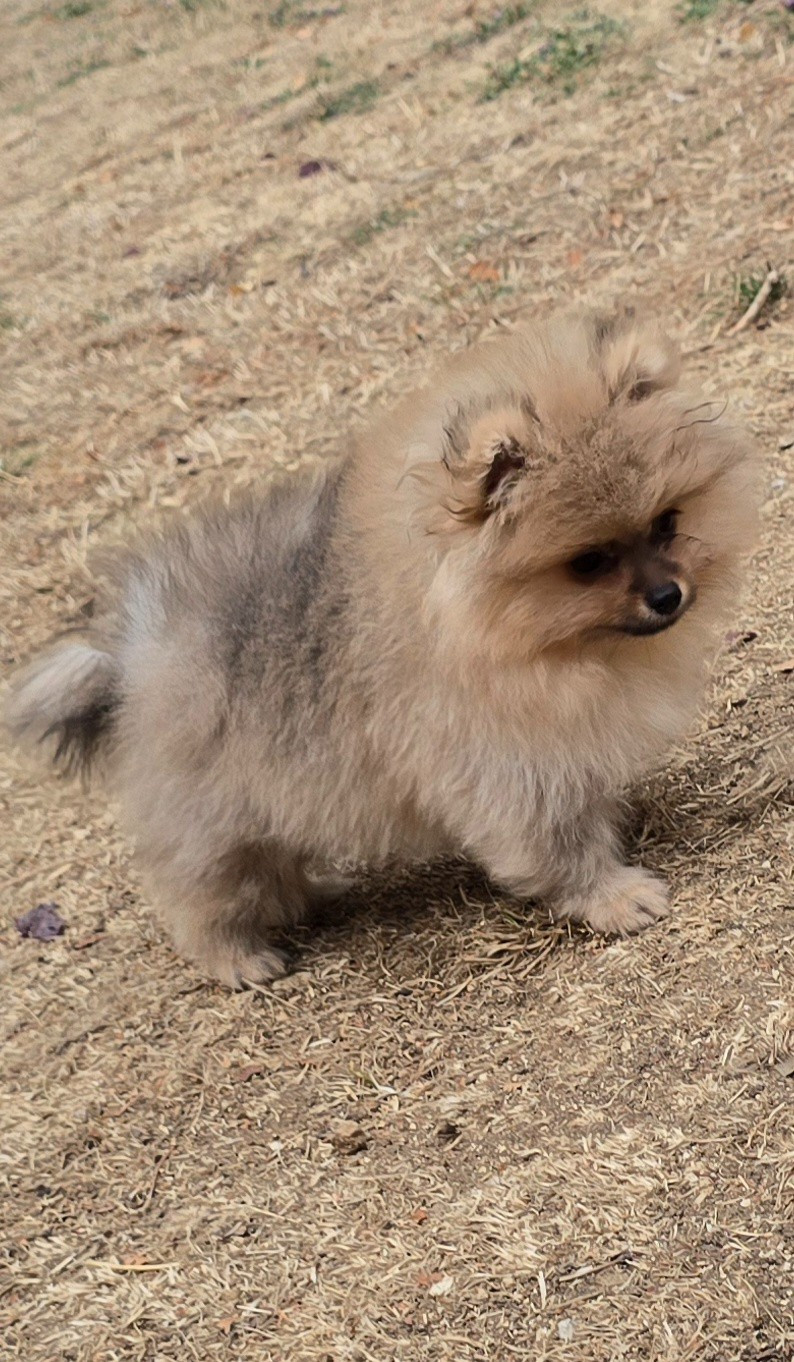 De L'Eden De Bragi - Chiots disponibles - Spitz allemand