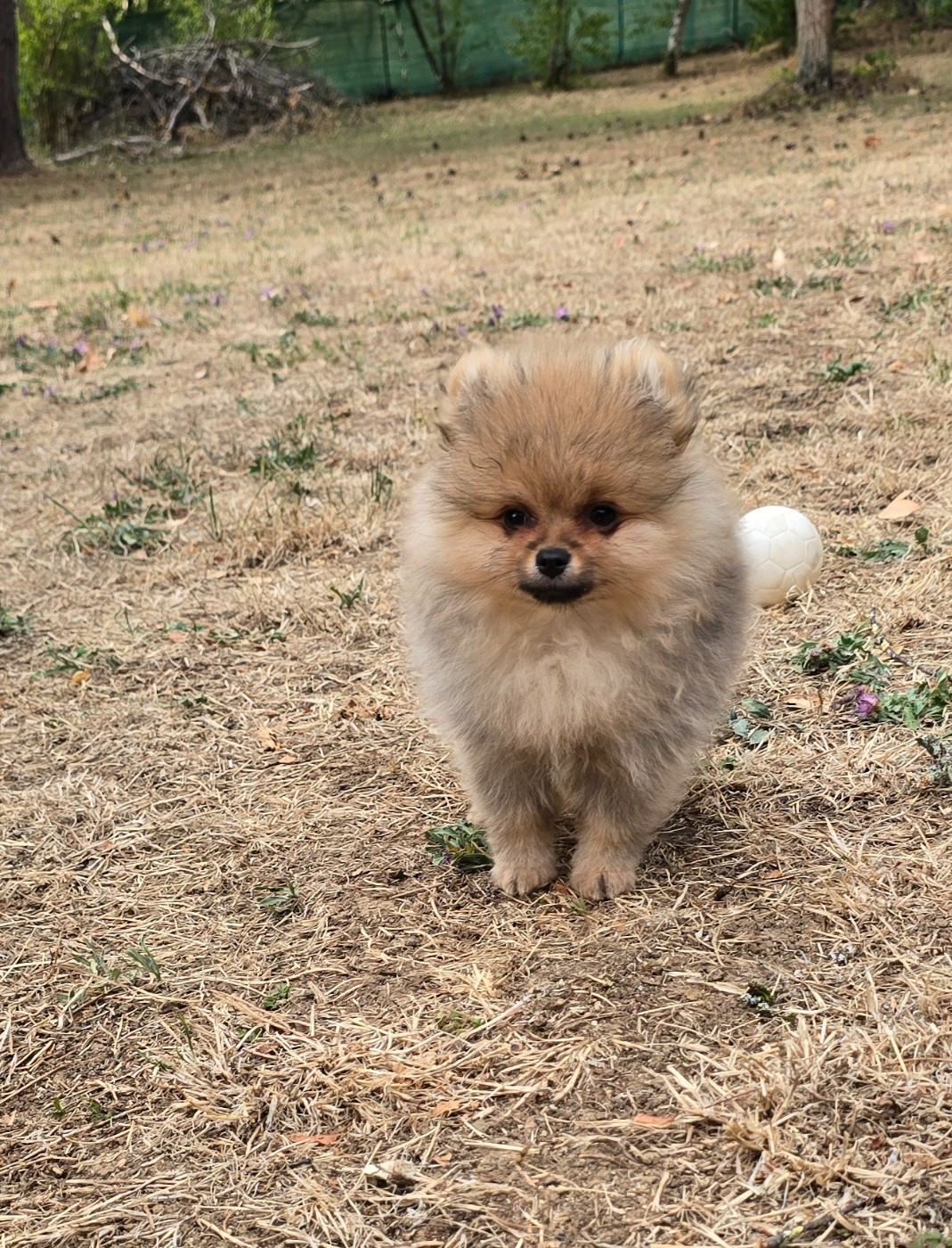 De L'Eden De Bragi - Chiots disponibles - Spitz allemand