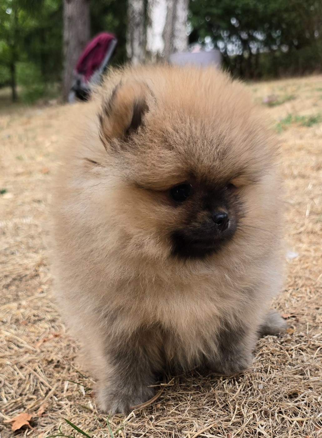 De L'Eden De Bragi - Chiots disponibles - Spitz allemand
