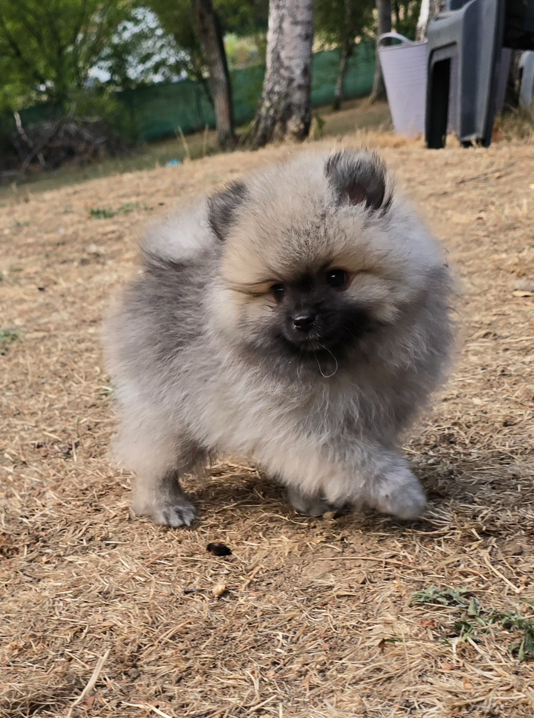 De L'Eden De Bragi - Chiots disponibles - Spitz allemand
