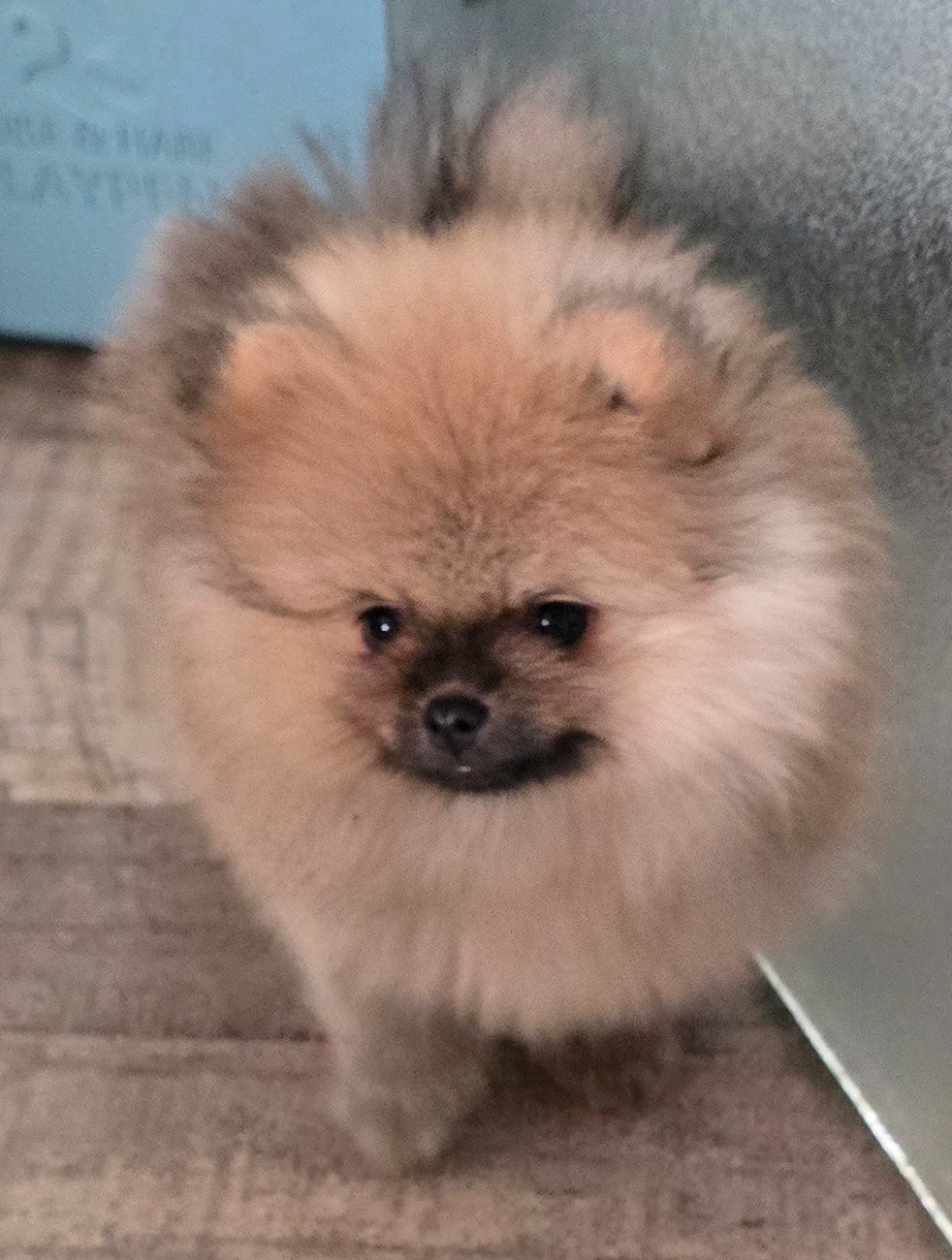 De L'Eden De Bragi - Chiots disponibles - Spitz allemand