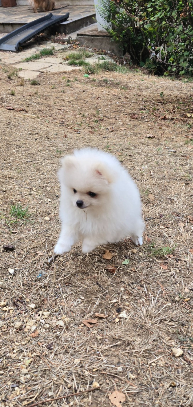 De L'Eden De Bragi - Chiots disponibles - Spitz allemand