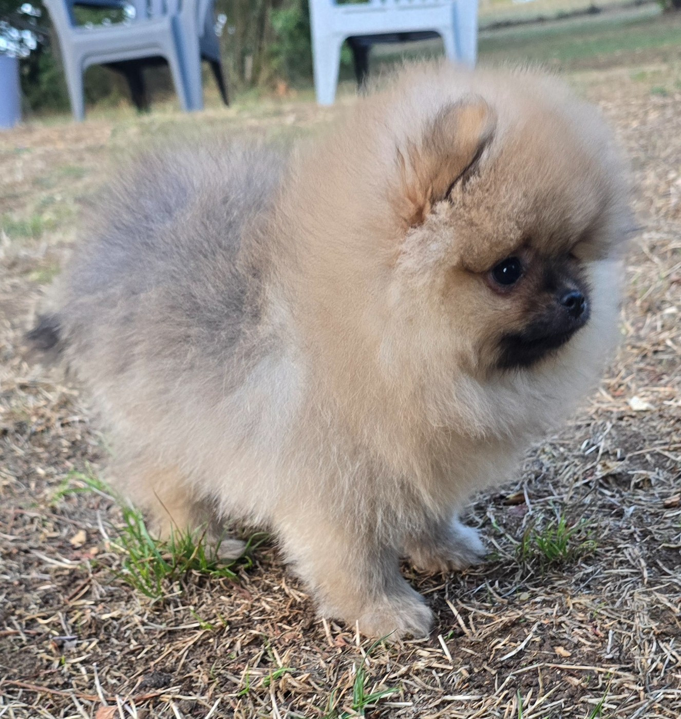 De L'Eden De Bragi - Chiots disponibles - Spitz allemand