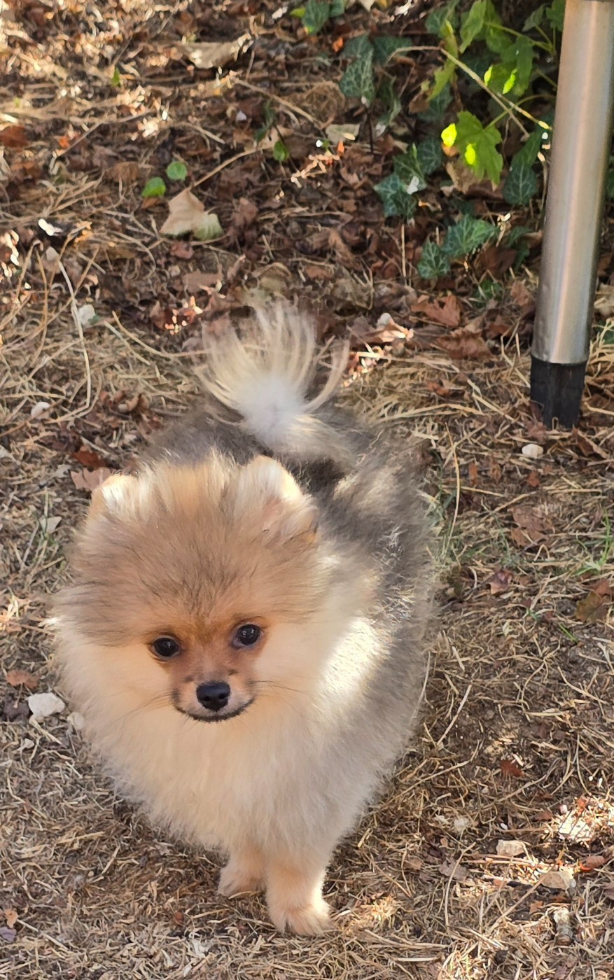 De L'Eden De Bragi - Chiots disponibles - Spitz allemand
