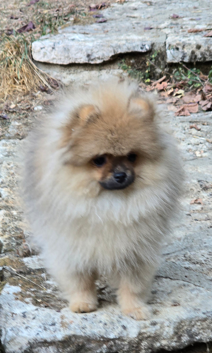 De L'Eden De Bragi - Chiots disponibles - Spitz allemand