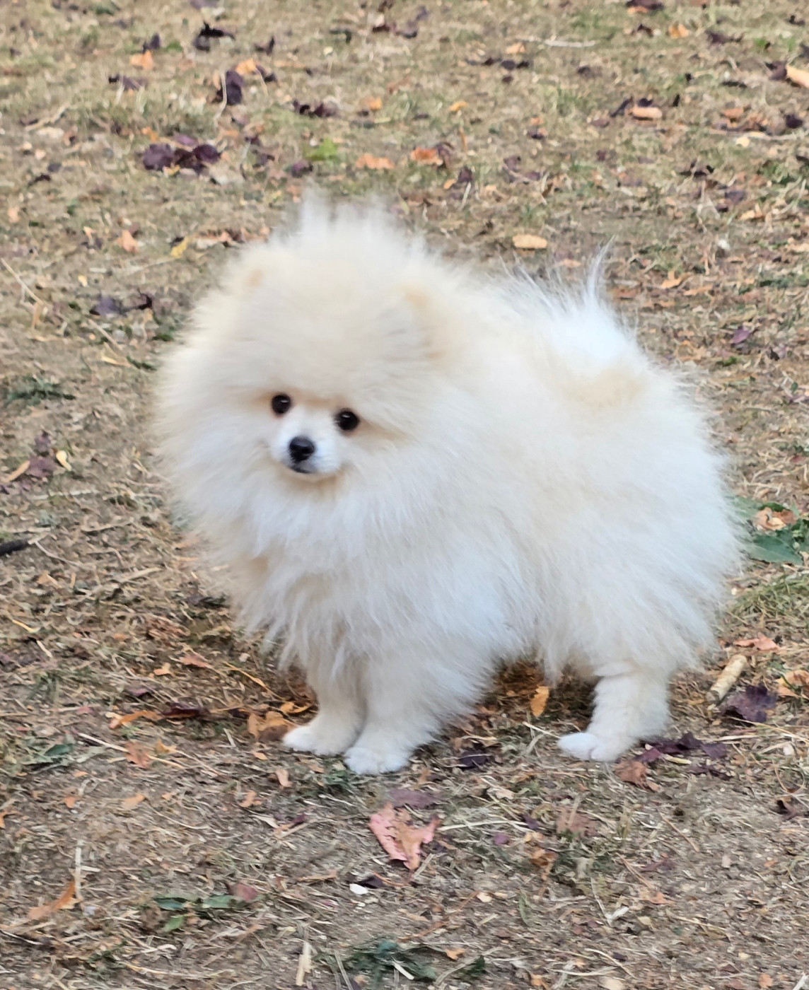 De L'Eden De Bragi - Chiots disponibles - Spitz allemand