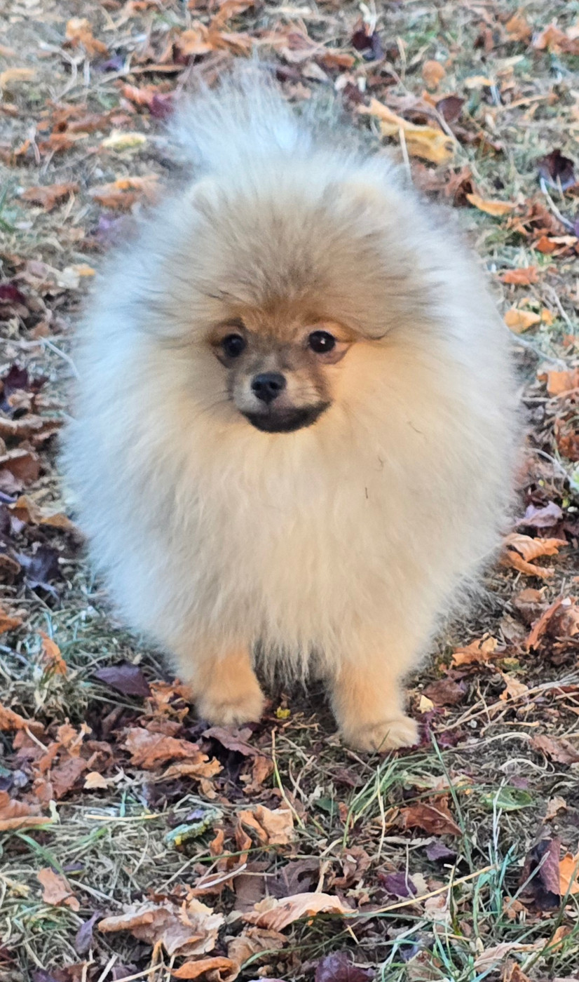 De L'Eden De Bragi - Chiots disponibles - Spitz allemand