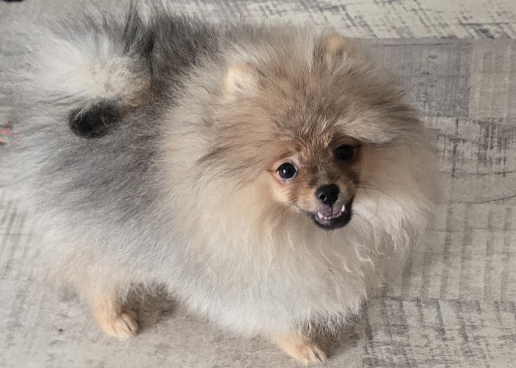 De L'Eden De Bragi - Chiots disponibles - Spitz allemand